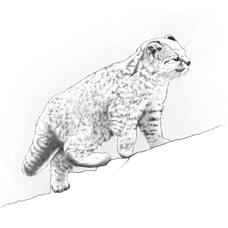 El felino silvestre más pequeño de América (1,5 – 2,5 kg).