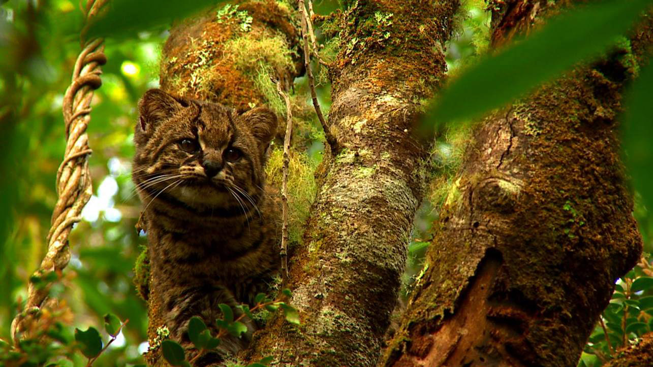 Güiña en la Isla de Chiloé, por Sebastián Cisternas Kithano