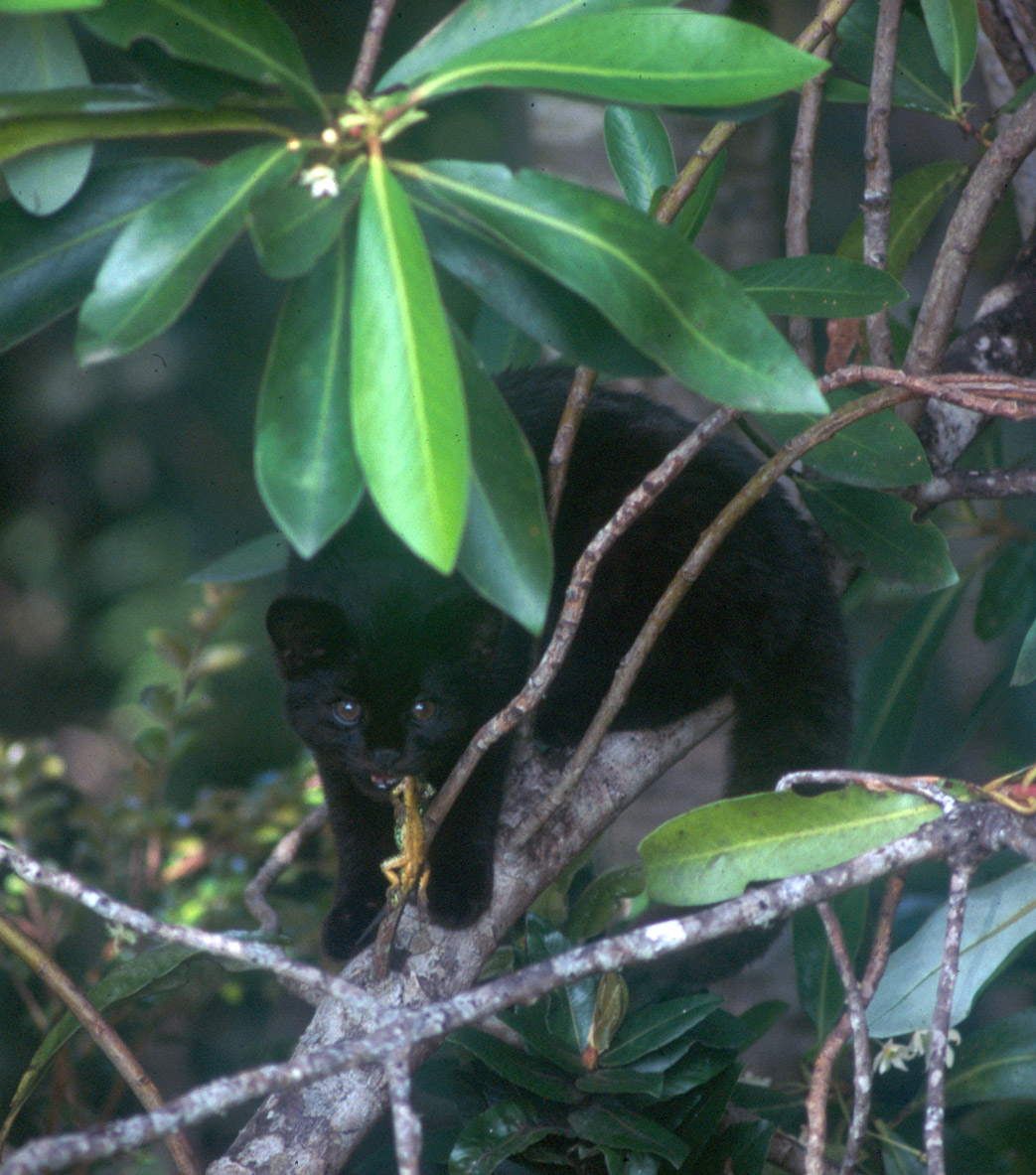 Melanistic Güiña en la Isla de Chiloé, por Jim Sanderson